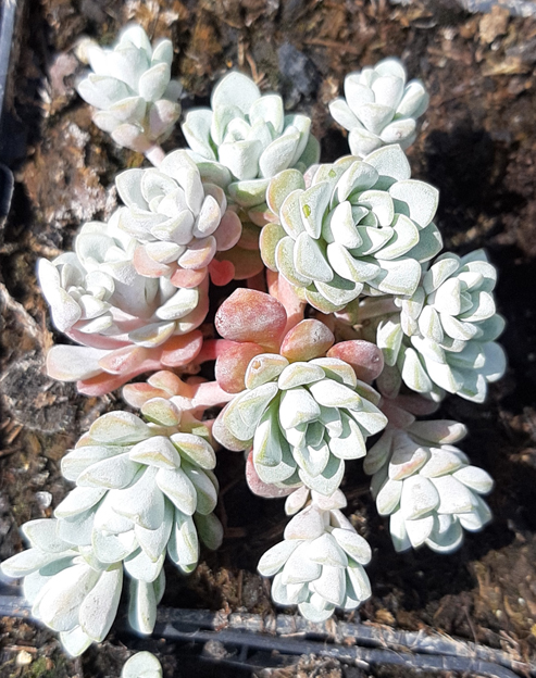 Sedum spathulifolium `Cape Blanco`